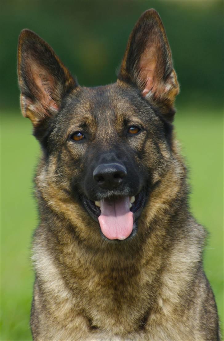 Peugeot 306 HDI - Lige et billede af "alarmen" billede 11