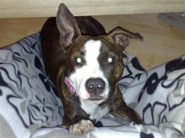 Alfa Romeo 156 2.5 V6 24V  -SOLGT-! billede 20