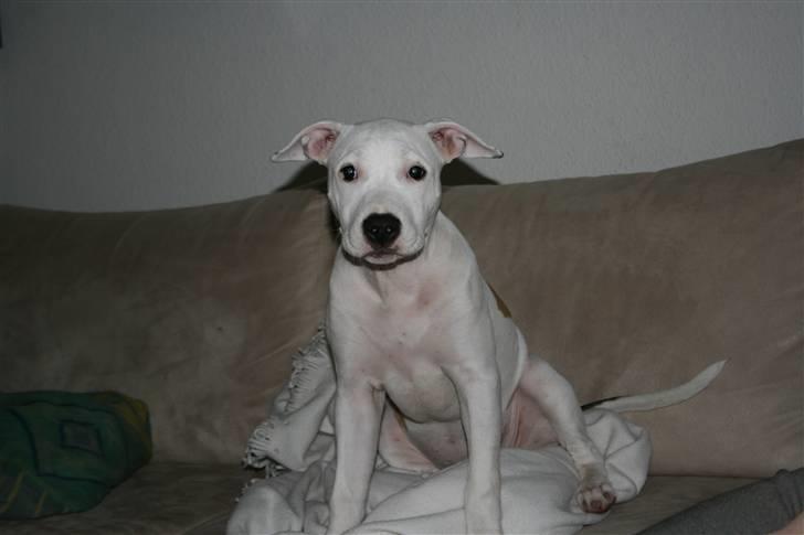 Chevrolet Lacetti - Far`s Vagthund Amerikanske Staffordshire Terrier billede 19