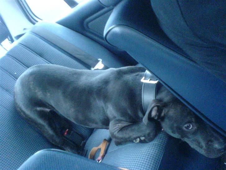 BMW E30 320i.... tøzen - min hund stjerner lige billede 7