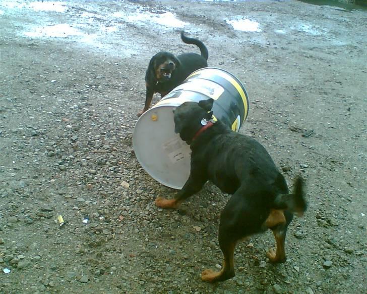 Nissan patrol gr 2,8 bortgivet - god måde  aktivere sine hunde på.. og dette legettøj holder længere end en bold billede 20