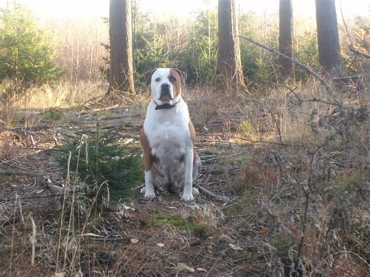 VW Polo 6N - Fars hund... billede 7