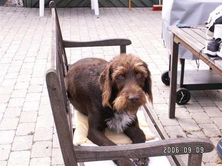 Suzuki Grand Vitara GLX - Vagthunden! billede 16