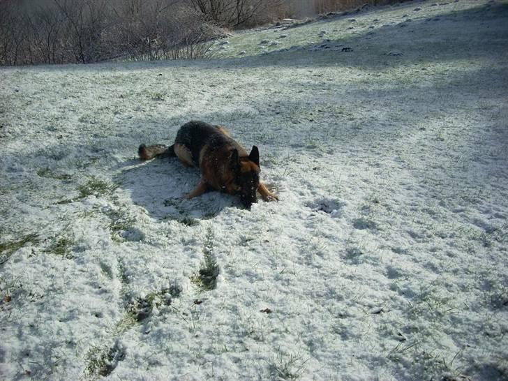Peugeot               306 [SOLGT] - Hr. hund i sneen :D  billede 20