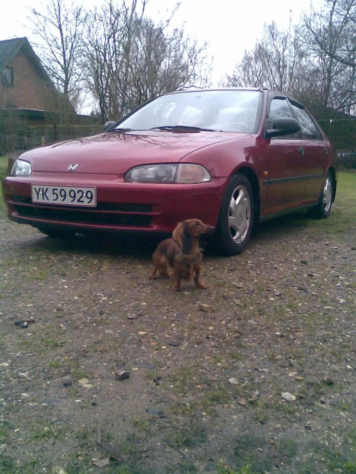 Honda Civic VTEC SOLGT - HER VOGTER JEG. billede 1