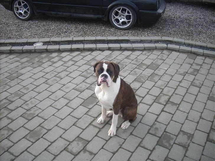 VW golf gtd billede 11