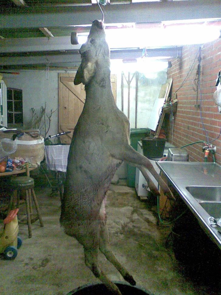 VW Golf Country ....R.I.P... - JAEH.....sådan golf kan osse bruges til jagt...fik en skæv tågelygte...;o) billede 13