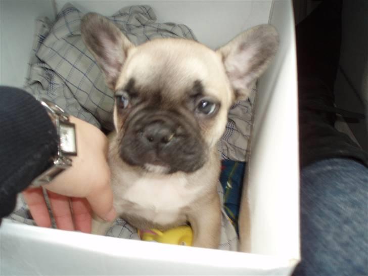 VW Golf IV 2,8 V6 4M (solgt) billede 7