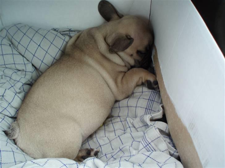 VW Golf IV 2,8 V6 4M (solgt) billede 9