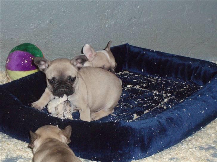 VW Golf IV 2,8 V6 4M (solgt) billede 10