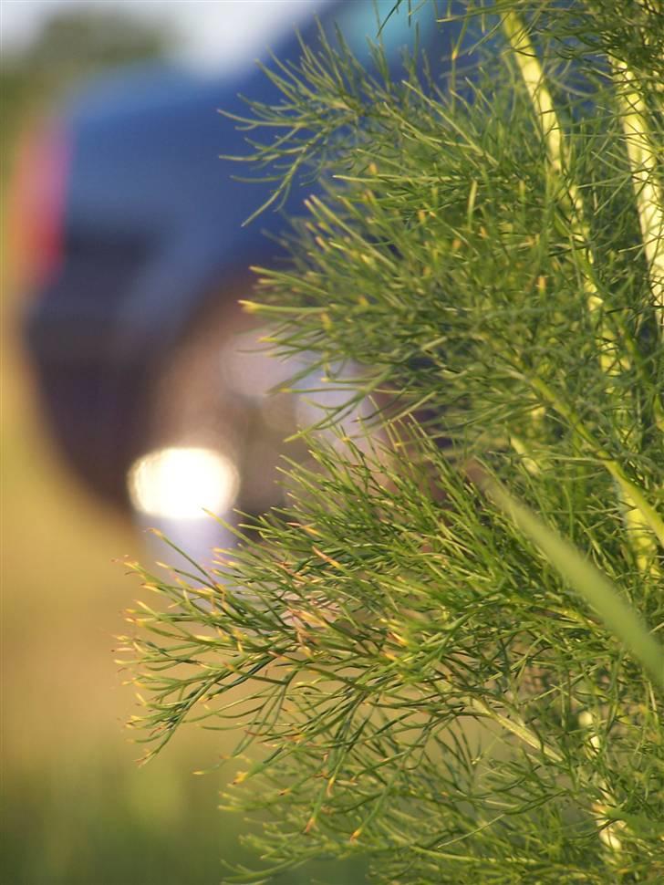 VW Passat 3B (solgt) billede 12