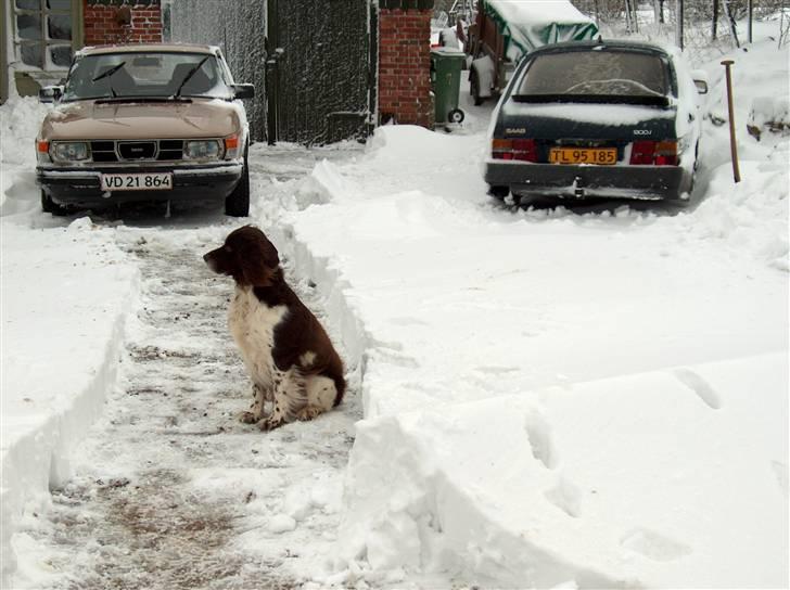 Saab 99 gl - i Troelstrup er vi ikke til at stoppe billede 2