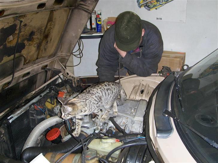 Saab 99 gl - nu også med kat billede 7