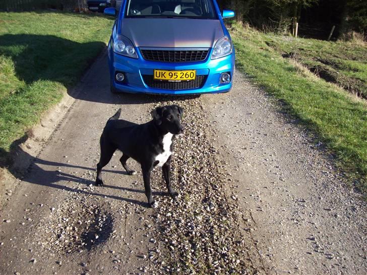 Opel Zafira B OPC  - Vores hund kom lige med på billedet;-) billede 20