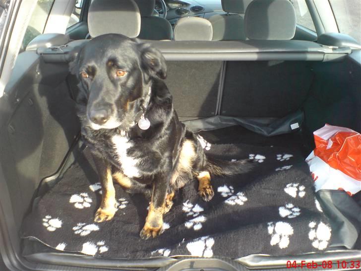 Ford Focus 1,8 TDCi GHIA stc. - Den trofaste..... Passager..... billede 11