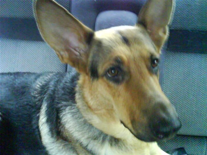 Ford Sierra GT *totalskadet* - (spicael alarm)  billede 20