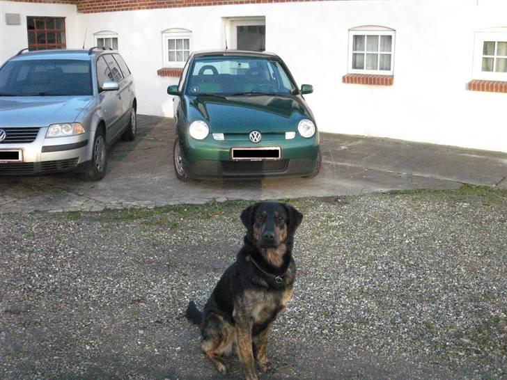 VW Lupo 3L*solgt - Vagthunden - Johnson :) billede 3