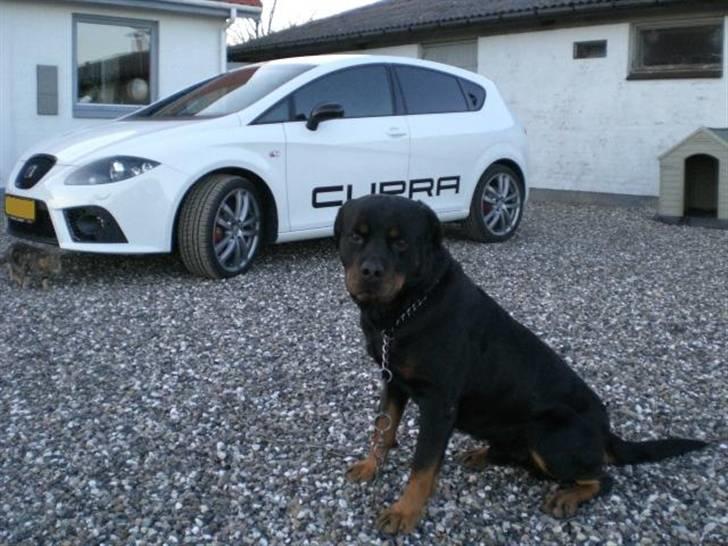 Seat Leon Cupra II Solgt!!! - Hvad skal man med dyre alarmer, når man har en gal og sulten hund! hehe billede 19