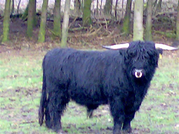 Nissan Patrol  13x15" solgt - Dieselhest.... hehe billede 20