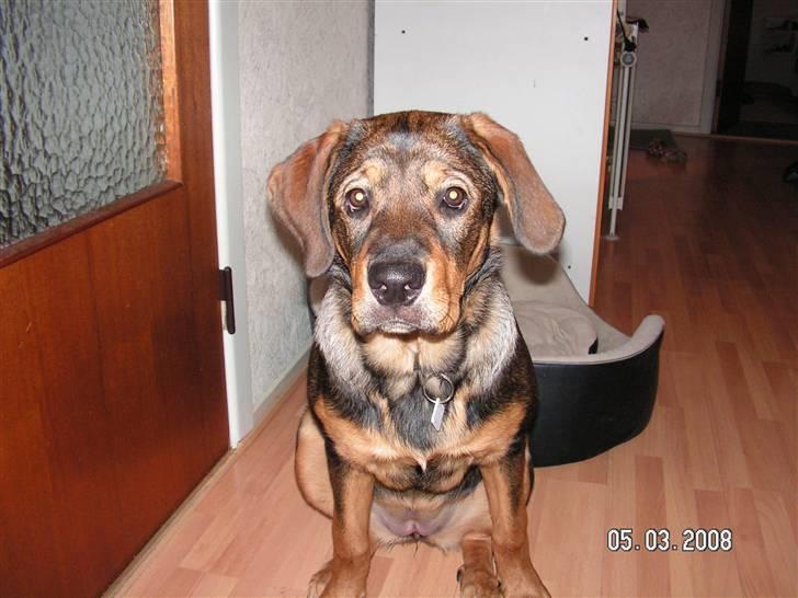 Mazda 323 C 1,5 lx - Fars lille vagthund !  billede 10