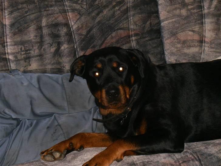 Nissan patrol [solgt] - Min Alarm navet er vidst Rootwailer   hihi billede 6