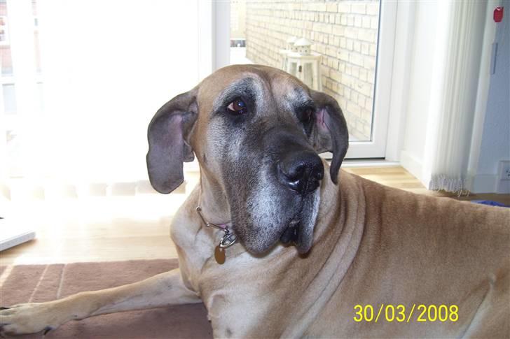 Ford Mondeo SOLGT - Min trofaste ven!... billede 12