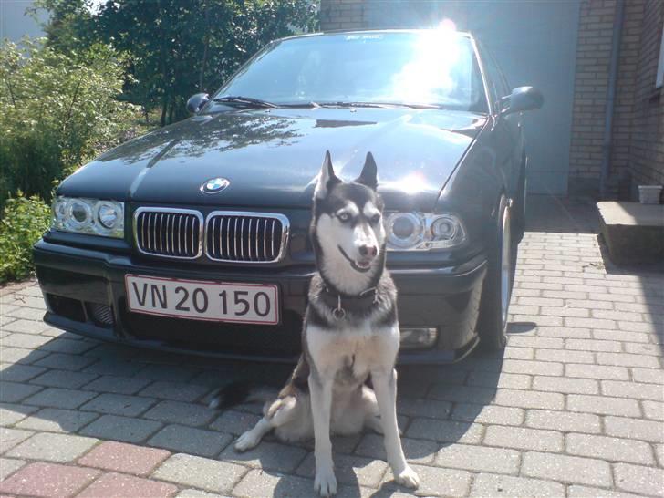 BMW 320i (SOLGT) - Min gamle BMW 325i....(Solgt)..... Og så min dejlige hund ´´Buffy´´ Se flere billeder af min gamle bmw og min hund i mit foto album. billede 20