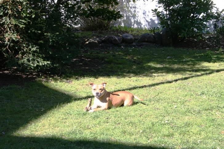 VW Golf 1 Cabriolet - SOLGT - Min tyverialarm!!  Staffordshire bull terrier *Missy* billede 14