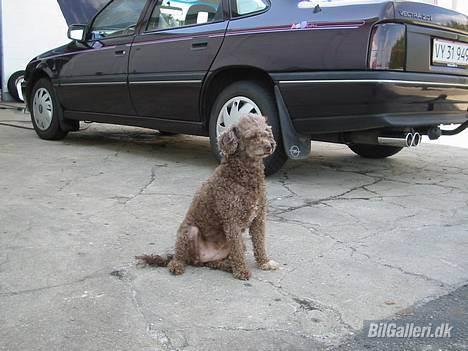 Opel Vectra A 2,0 GLS - Vagthund.. (o; billede 8