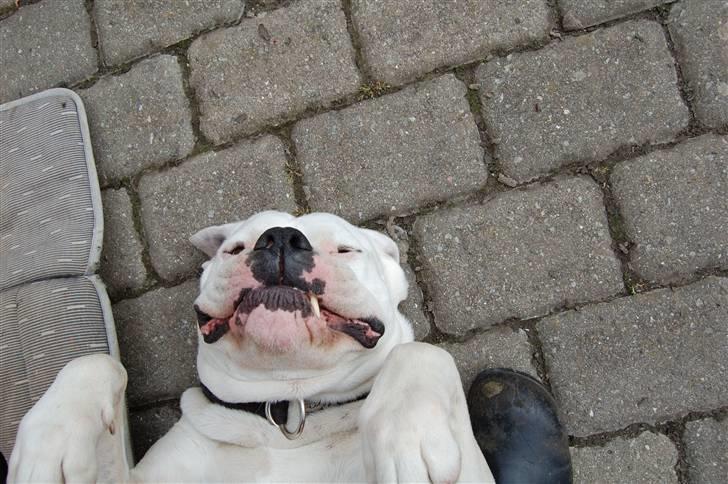 VW Polo II Steilheck *DØD* billede 16