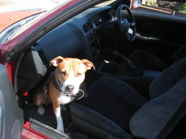 Nissan Skyline GTS billede 17