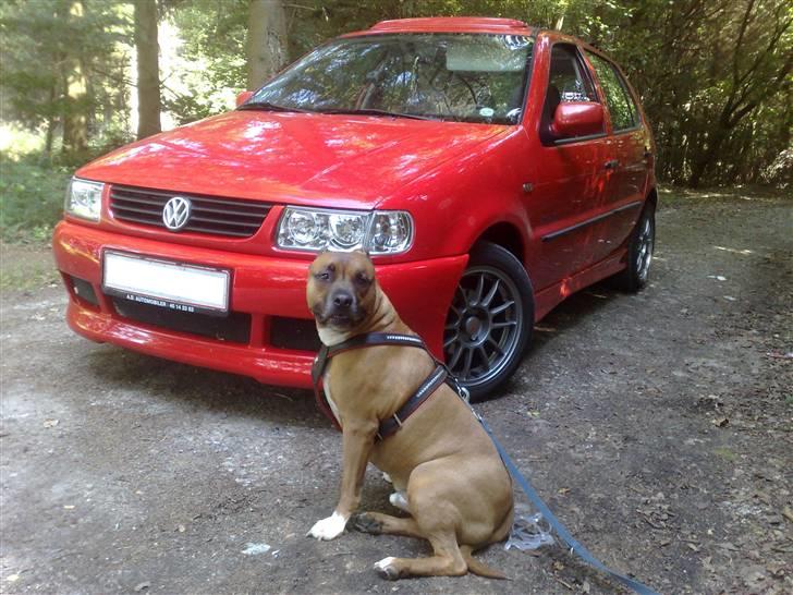 VW          Polo 6N Open Air - Bilen og min Amstaff JosQ... billede 1