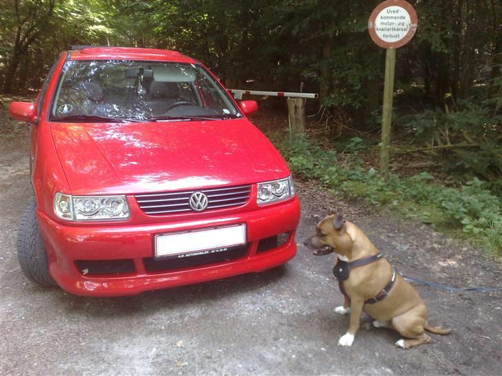 VW          Polo 6N Open Air - De nye lygter og hunden... billede 6