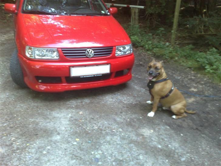 VW          Polo 6N Open Air - Billedet af min bil og min Amstaff JosQ... billede 18