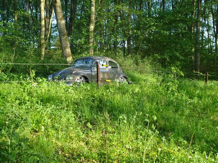 VW Bobbel 113 DE LUX  SOLGT - Så mange heste skal være bag hegn billede 12