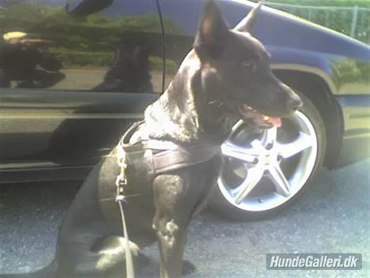 Citroën Zx 1,8i Furio SOLGT!!! - Sheela, den smukkeste hund. billede 20