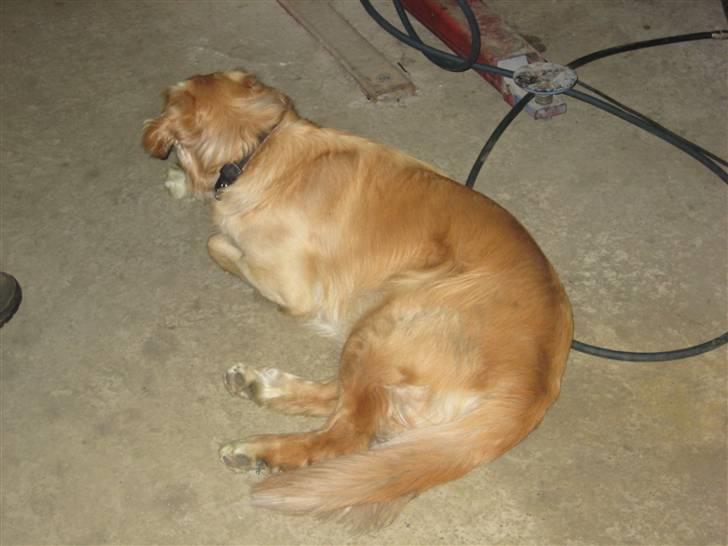 VW Golf 1 **Solgt** - Vagthunden "guffe" billede 12