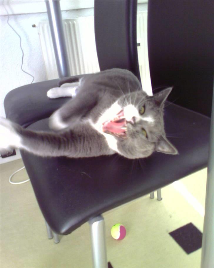 Alfa Romeo 156 - http://www.kattegalleri.dk/html/gal_visbil.asp? billede 18