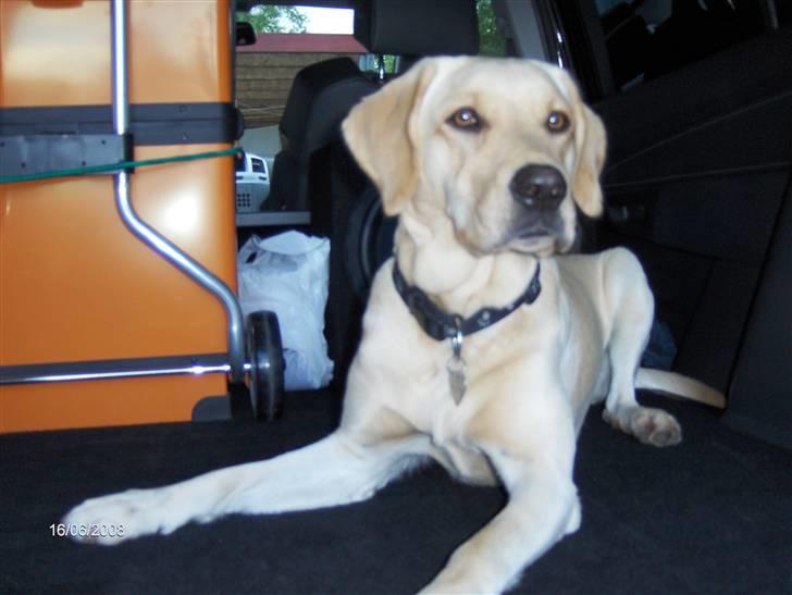 Opel Zafira 240 Opc - min hund Shanti billede 13