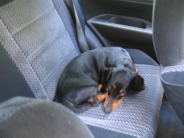 Toyota corollaGSI  **SAVNER DIG* - min hund sov mens jeg gjorde kabinen ren  billede 17