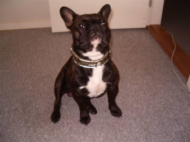 VW Passat 3B (Byttet) billede 18