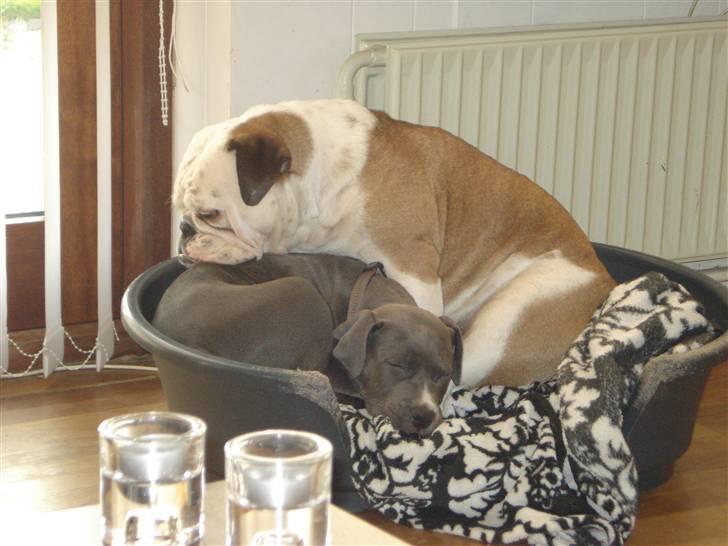 BMW e30 solgt billede 12