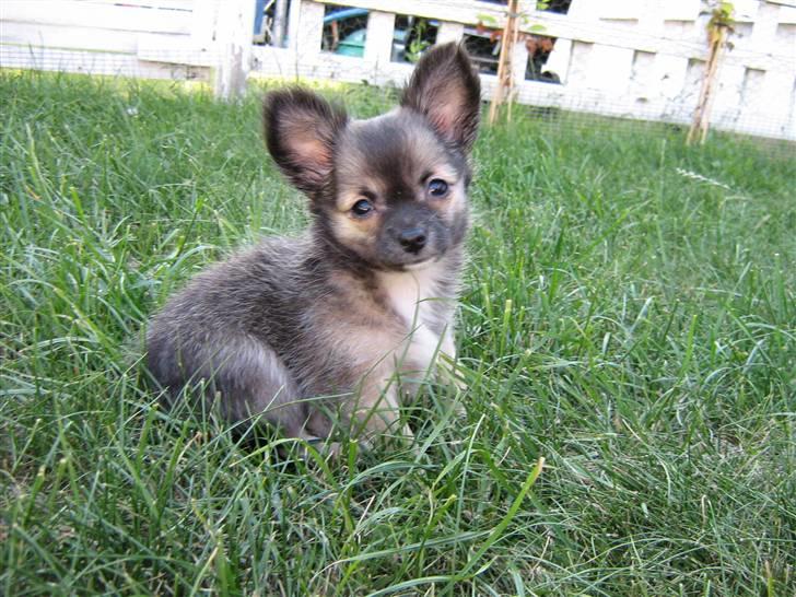 Fiat Cinquecento - Min Nye Bilalarm ;-) billede 20