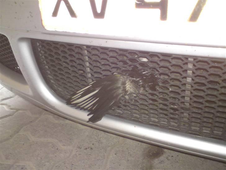 VW Golf 4  Variant #SOLGT# - Lorte fugl.... billede 11