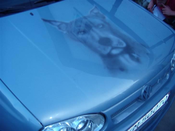 VW GOLF 3 - kølerhjelm med maleri af vores hund simba. billede 4