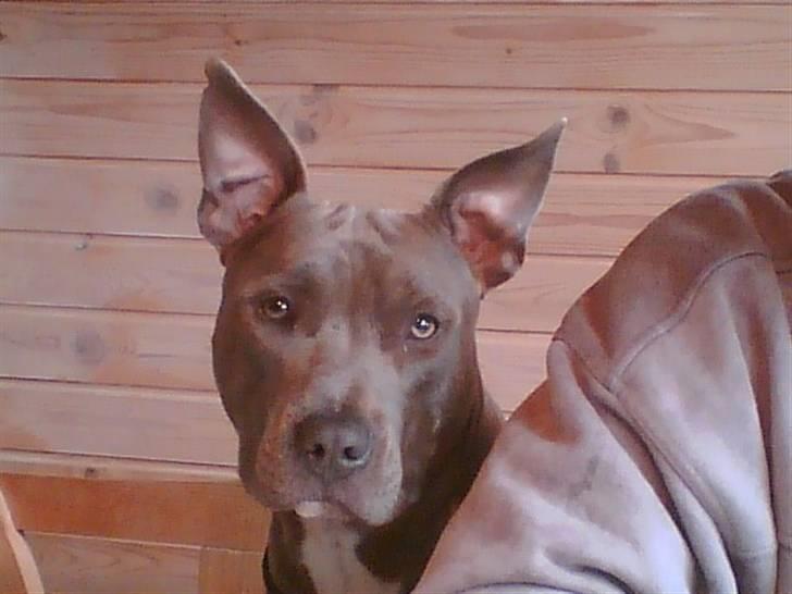 VW GOLF 3 billede 20