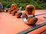 Opel Kadett trucker Solgt