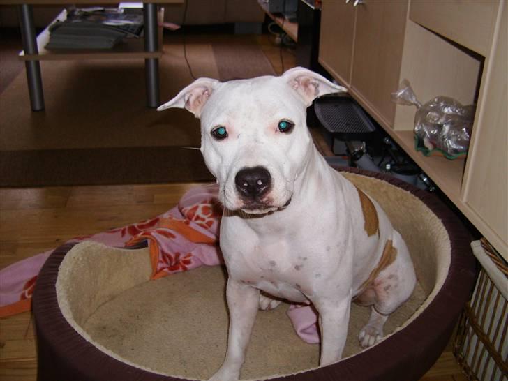 BMW 325I/328i  billede 17