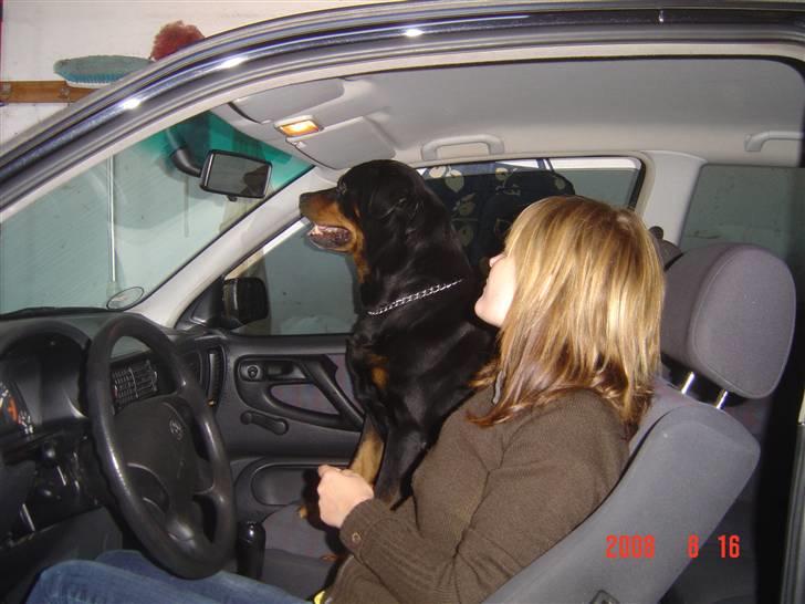 VW Polo 6n - Hunden og jeg.. Gammelt billede.  billede 8