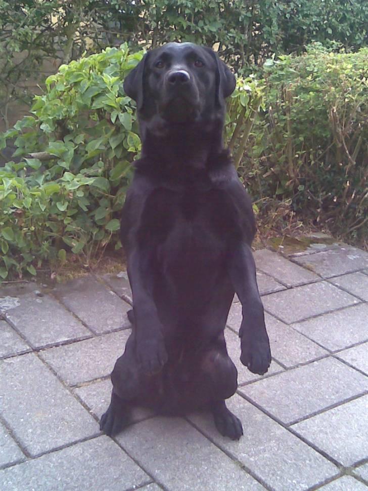 VW GT Colour ConcepT SOLGT - Vores dejlige hund Silver!!! billede 19